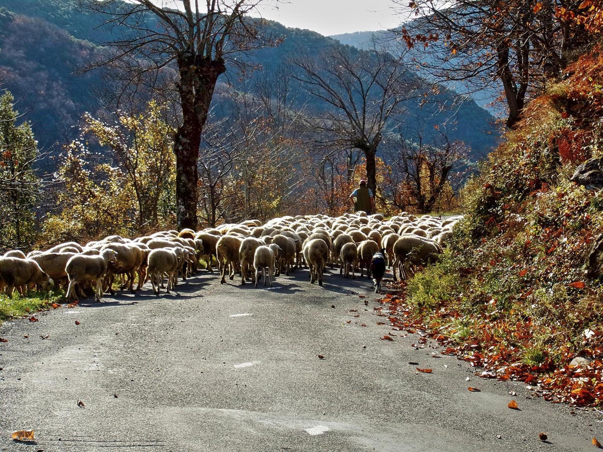 Grand Gite, Mas Favieres Notre-Dame-de-la-Rouvière Εξωτερικό φωτογραφία